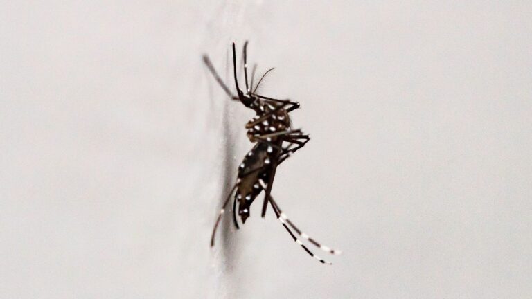 Imagem mostra mosquito aedes aegypti com detalhes